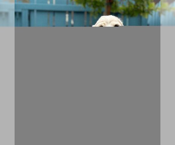 Medium Photo #3 Cocker Spaniel Puppy For Sale in Pacific Grove, CA, USA