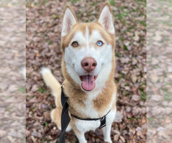 Medium Photo #5 Siberian Husky Puppy For Sale in Matawan, NJ, USA