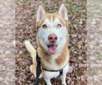 Small #4 Siberian Husky