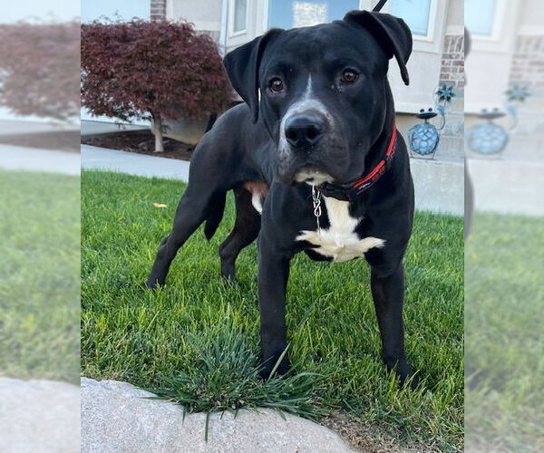 Medium Photo #3 American Pit Bull Terrier-Unknown Mix Puppy For Sale in Sandy, UT, USA