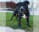 Small #2 American Pit Bull Terrier Mix