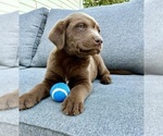 Small #1 Labrador Retriever