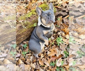 Mother of the French Bulldog puppies born on 03/02/2026