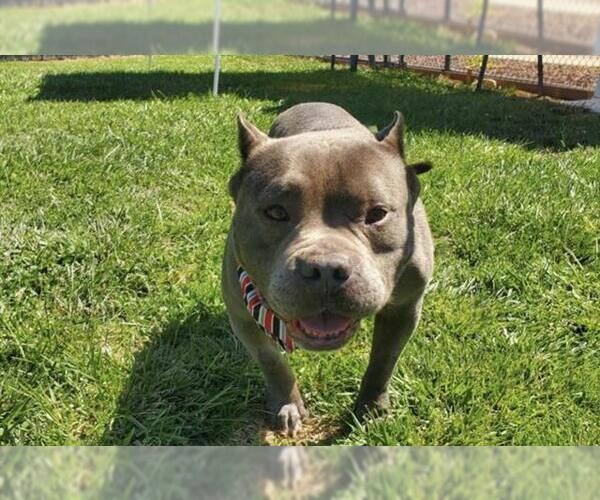 Medium Photo #1 Staffordshire Bull Terrier Puppy For Sale in Placerville, CA, USA