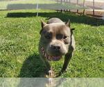 Small Staffordshire Bull Terrier