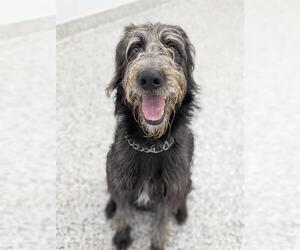 Medium German Wirehaired Pointer-Poodle (Standard) Mix