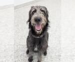 Small German Wirehaired Pointer-Poodle (Standard) Mix