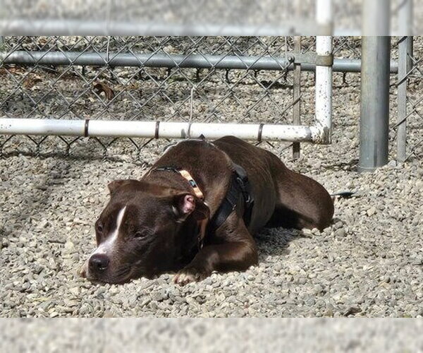 Medium Photo #3 American Staffordshire Terrier Puppy For Sale in Sayreville, NJ, NJ, USA