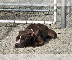 Small #2 American Staffordshire Terrier
