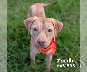 ZOODLE - Male Labrador Retriever-Unknown Mix Dog for Adoption - Photo #2
