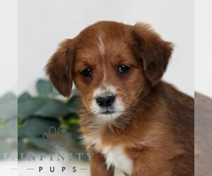 Pembroke Welsh Corgi-Poodle (Miniature) Mix Puppy for sale in EAST EARL, PA, USA