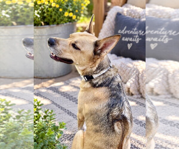 Medium Photo #3 Rhodesian Ridgeback-Siberian Husky Mix Puppy For Sale in Sandy, UT, USA