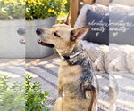 Small #2 Rhodesian Ridgeback-Siberian Husky Mix