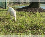 Image preview for Ad Listing. Nickname: Bull Terrier