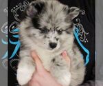 Small Photo #2 Alaskan Klee Kai Puppy For Sale in SEBRING, FL, USA