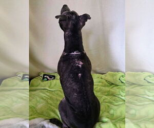 Isekai - Female Staffordshire Bull Terrier-Unknown Mix Dog for Adoption - Photo #5