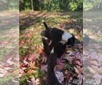 Small Photo #7 Australian Shepherd-F2 Aussiedoodle Mix Puppy For Sale in RALEIGH, NC, USA