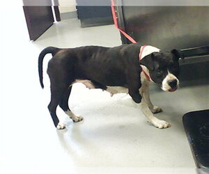Mutt Dogs for adoption in Fayetteville, NC, USA