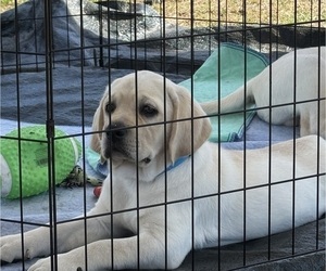 Labrador Retriever Puppy for sale in DELTONA, FL, USA