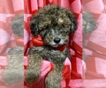 Small Photo #3 ShihPoo Puppy For Sale in SALEM, OR, USA