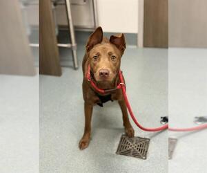 German Shepherd Dog-Unknown Mix Dogs for adoption in Baytown, TX, USA