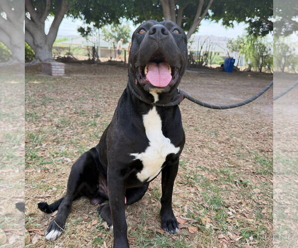 Medium Photo #4 Mutt Puppy For Sale in Goodyear, AZ, USA