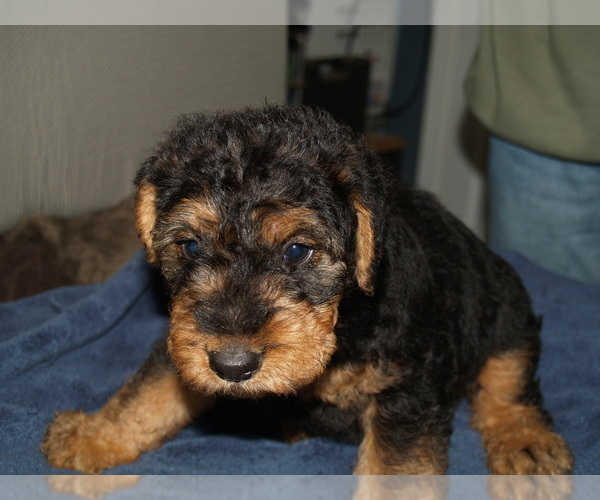 Medium Photo #10 Airedale Terrier Puppy For Sale in CHARLESTOWN, IN, USA