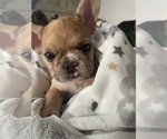Small Photo #9 French Bulldog Puppy For Sale in STKN, CA, USA