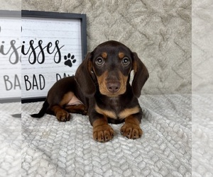 Dachshund Puppy for sale in FRANKLIN, IN, USA