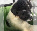 Small Photo #7 Newfoundland Puppy For Sale in HERTFORD, NC, USA