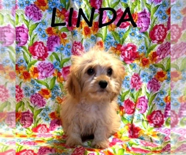 Medium Photo #1 Cavapoo Puppy For Sale in HARTLAND, MN, USA