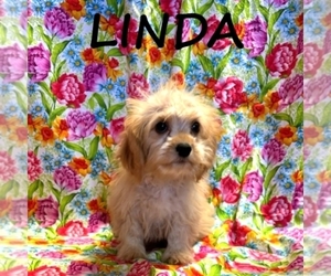 Cavapoo Puppy for sale in HARTLAND, MN, USA