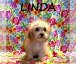 Small Cavapoo