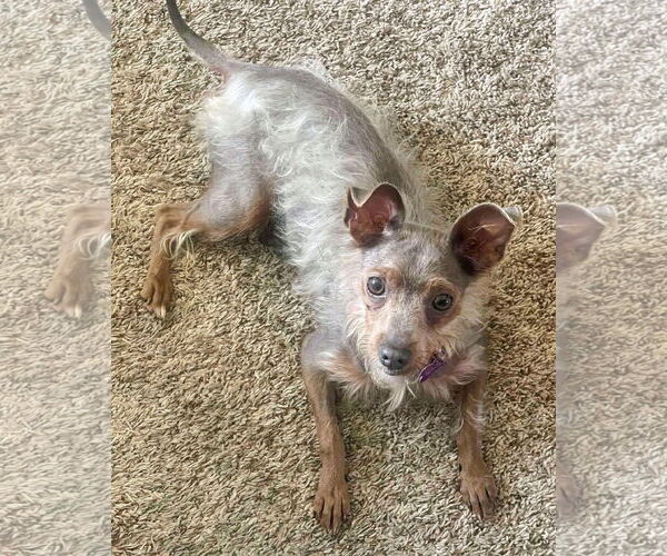 Medium Photo #4 Chihuahua-Tibetan Terrier Mix Puppy For Sale in Corona, CA, USA