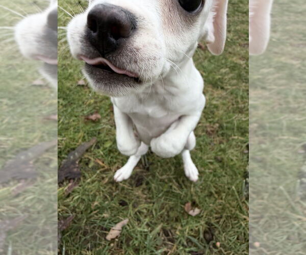 Medium Photo #4 Chihuahua-Unknown Mix Puppy For Sale in Springdale, PA, USA