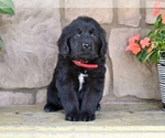 Small #3 Newfoundland