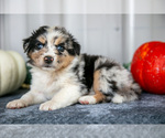 Puppy Tink Australian Shepherd