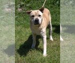 Small Chinese Shar-Pei Mix