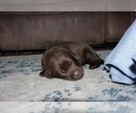 Puppy 5 Labrador Retriever