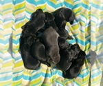 Small Photo #27 Labrador Retriever Puppy For Sale in OLYMPIA, WA, USA