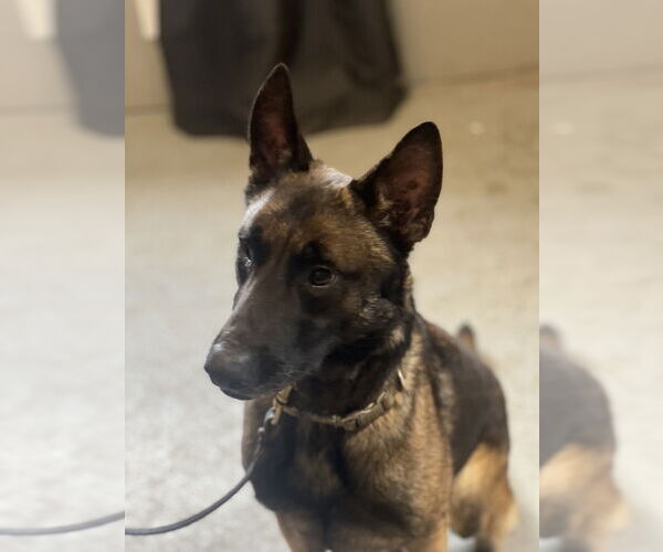 Medium Photo #7 Mutt Puppy For Sale in Dana Point, CA, USA