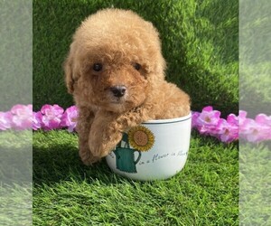 Poodle (Toy) Puppy for sale in FORT LAUDERDALE, FL, USA