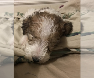 Wire Fox Terrier Puppy for sale in NEW RIVER MARINE CORPS AIR S, NC, USA