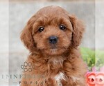 Small #3 Cavapoo (Miniature)
