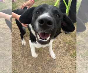 Nicholas - ADOPTION IN PROCESS - Male Border Collie-Unknown Mix Dog for Adoption - Photo #4