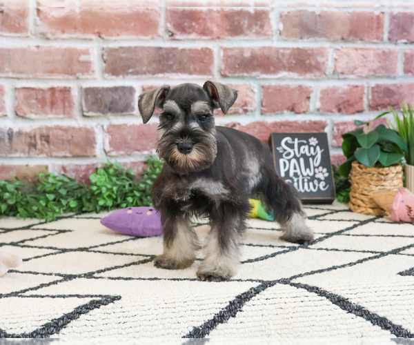 Medium Photo #5 Schnauzer (Miniature) Puppy For Sale in SYRACUSE, IN, USA