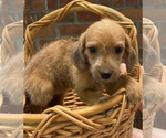 Small Photo #3 Jack-A-Poo Puppy For Sale in ORRVILLE, OH, USA