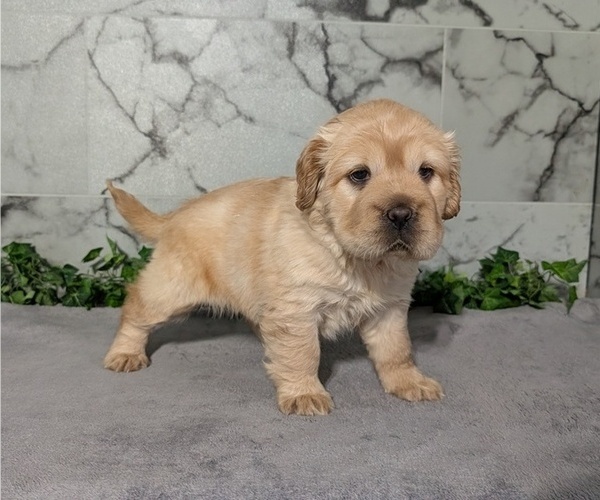 Medium Photo #11 Cocker-Pei Puppy For Sale in GOSHEN, IN, USA