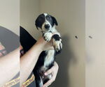 Small Border Collie