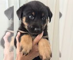 Small #1 Australian Shepherd-German Shepherd Dog Mix